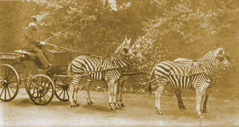 Kutsche mit Zebras