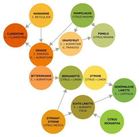 zitrusfrüchte verwandtschaft kreuzungen