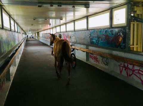 Ein Pferd im S-Bahnhof Ahrensfelde